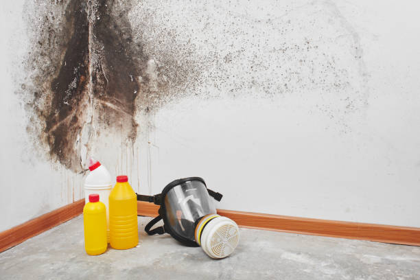 Best Same-Day Mold Removal  in Lakeview, GA