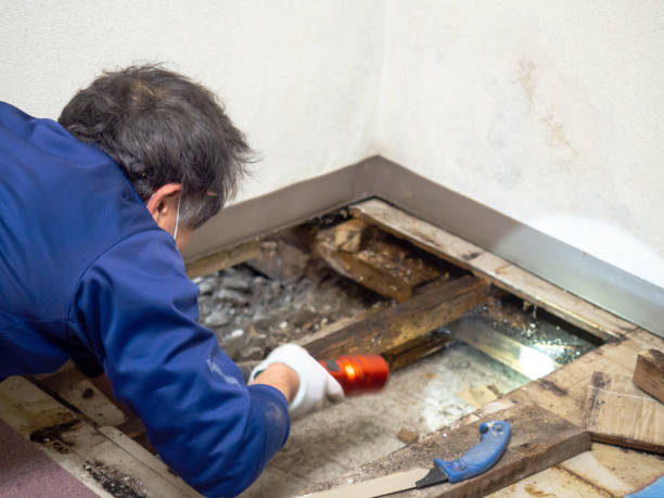 Certified Mold Removal in Lakeview, GA