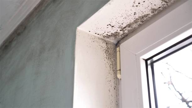 Crawl Space Mold Removal in Lakeview, GA