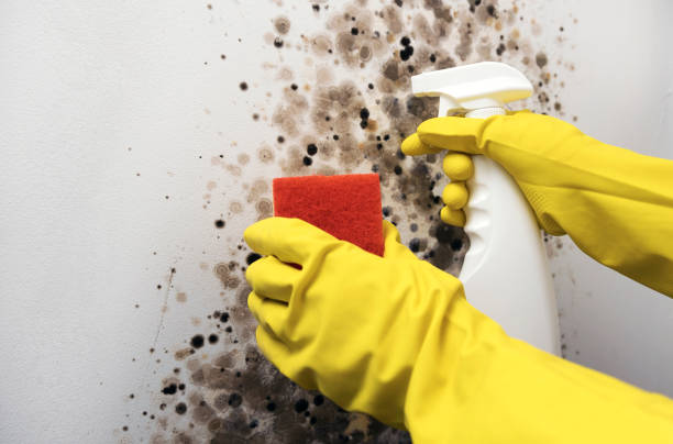 Best Attic Mold Removal  in Lakeview, GA