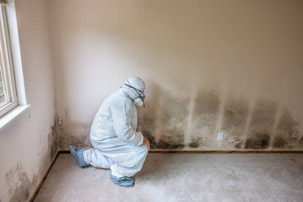 Best Certified Mold Removal  in Lakeview, GA