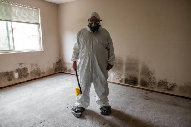 Best Same-Day Mold Removal  in Lakeview, GA