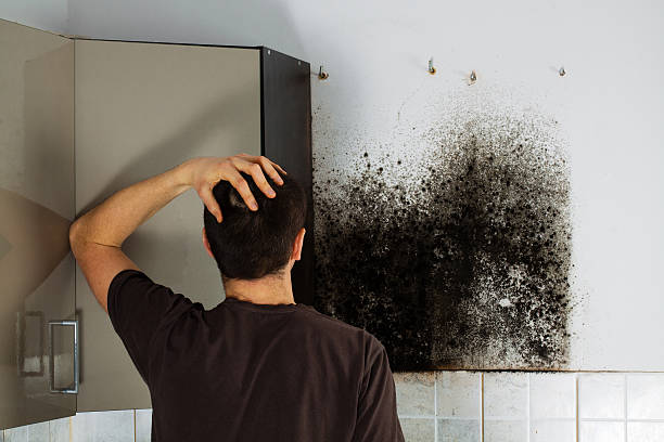 Best Attic Mold Removal  in Lakeview, GA